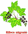 European black currant - widely cultivated current bearing edible black aromatic berries