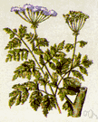 Nebraska fern - large branching biennial herb native to Eurasia and Africa and adventive in North America having large fernlike leaves and white flowers