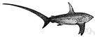 Alopius vulpinus - large pelagic shark of warm seas with a whiplike tail used to round up small fish on which to feed