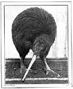 order Apterygiformes - a ratite bird order: flightless ground birds having vestigial wings and long bills and small eyes: kiwis