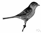 Spizella pusilla - common North American finch of brushy pasturelands