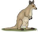 subclass Metatheria - pouched animals
