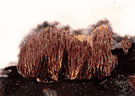 Mushroom coral - flattened disk-shaped stony coral (usually solitary and unattached)