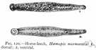 Haemopis - leeches