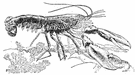 European lobster - lobster of Atlantic coast of Europe