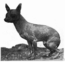 Mexican hairless - any of an old breed of small nearly hairless dogs of Mexico