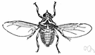 Hippobosca - type genus of the Hippoboscidae