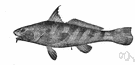 king whiting - whiting of the southeastern coast of North America
