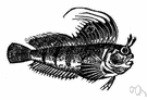 Blennius - type genus of the Blenniidae