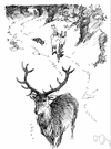 deer trail - a trail worn by the passage of deer