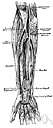 arteria ulnaris - large artery that branches from the brachial artery to supply the muscles of the forearm and wrist and hand