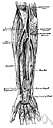 ulnar artery - large artery that branches from the brachial artery to supply the muscles of the forearm and wrist and hand