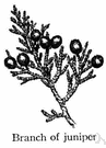 juniper berries - berrylike cone of a common juniper