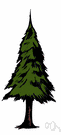 Pine tree - a coniferous tree