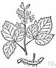 crinkleroot - North American herb with pungent scaly or toothed roots