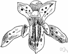 spotted coral root - common coral root having yellowish- or reddish- or purplish-brown leafless stems bearing loose racemes of similarly colored flowers with white purple-spotted lips