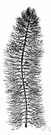 Myriophyllum - chiefly monoecious and usually aquatic herbs (as the milfoils)