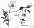 jambosa - tropical tree of the East Indies cultivated for its edible fruit