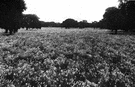 field pea - seed of the field pea plant