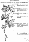 salmonberry - white-flowered raspberry of western North America and northern Mexico with thimble-shaped orange berries