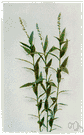 Polygala senega - eastern North American plant having a terminal cluster of small white flowers and medicinal roots