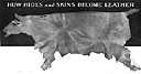 animal skin - the outer covering of an animal