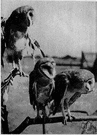Tytonidae - comprising only the barn owls