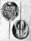horseshoe crab - large marine arthropod of the Atlantic coast of North America having a domed carapace that is shaped like a horseshoe and a stiff pointed tail