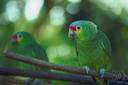 Amazon - mainly green tropical American parrots