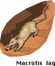 rabbit-eared bandicoot - bandicoot with leathery ears like a rabbit