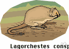 Lagorchestes - hare wallabies