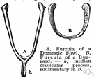 furcula - a forked bone formed by the fusion of the clavicles of most birds