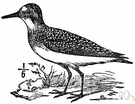 Crocethia - a genus of Scolopacidae
