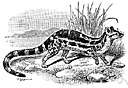 viverrine mammal