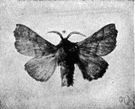 tent-caterpillar moth - moth whose gregarious larvae spin webs resembling carpets