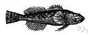 miller's-thumb - small freshwater sculpin of Europe and North America