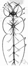 thoracic nerve - any of twelve pairs of spinal nerves emerging from the thoracic region of the spinal cord
