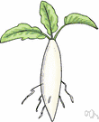 Cichorium endivia - widely cultivated herb with leaves valued as salad green