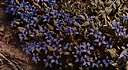 bottle gentian - gentian of eastern North America having tubular blue or white flowers that open little if at all