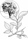 European field elm - European elm with lustrous smooth leaves used as an ornamental