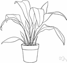 Aspidistra elatio - evergreen perennial with large handsome basal leaves