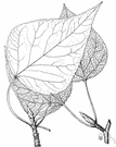 tacamahac - poplar of northeastern North America with broad heart-shaped leaves