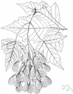 Acer negundo Californicum - maple of the Pacific coast of the United States