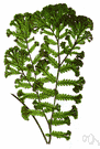 Schinus molle - small Peruvian evergreen with broad rounded head and slender pendant branches with attractive clusters of greenish flowers followed by clusters of rose-pink fruits