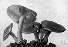 deer mushroom - a small edible agaric with a slender stalk
