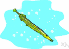 Aulostomus maculatus - tropical Atlantic fish with a long snout