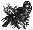 Falco subbuteo - small Old World falcon formerly trained and flown at small birds