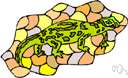 Scincus - type genus of Scincidae