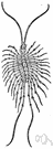 Scutigera - a genus of Scutigeridae