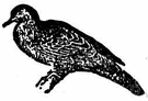 turtledove - small Australian dove